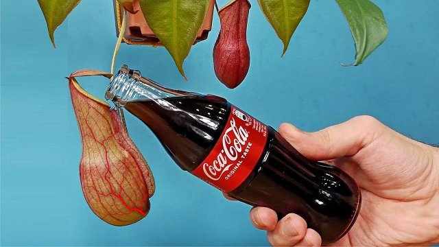 Залил Кока Колу в хищный цветок Непентес! Что будет? 😱