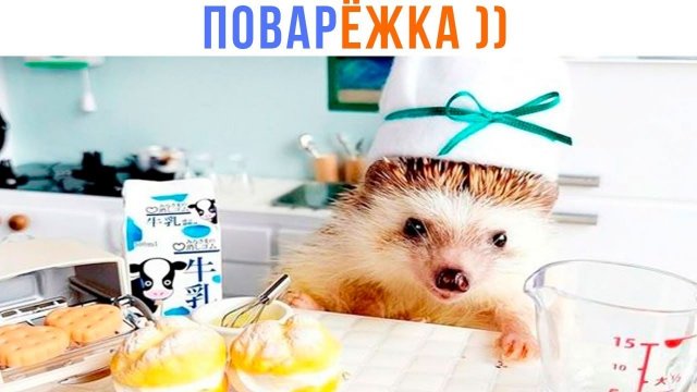 📹 ПОВАРЁЖКА ))) гыг сам придумал ))0) | Приколы | Мемозг 1522
👤 #Alexey_Sova