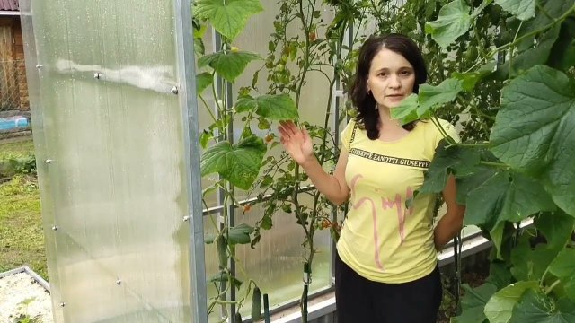 Формировка огурца в один ствол в теплице.