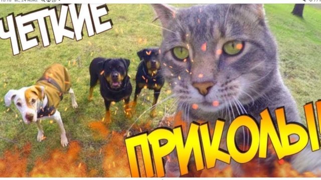Обзор моей собаки