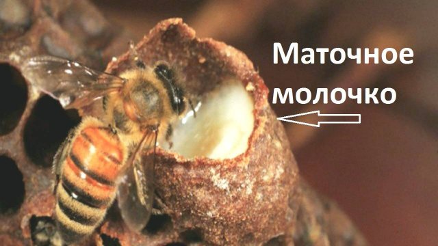 Маточное молочко-что это