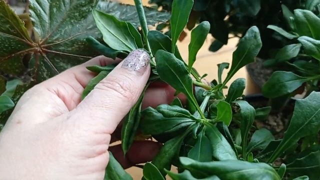 Остеоспермум черенкование, укоренение. когда-же получется 100% результат?