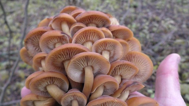 ГРИБЫ В НЕПРОХОДИМЫХ ДЕБРЯХ ИХ МНОГО! Как в джунглях!