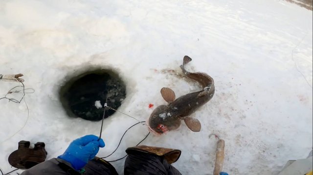 Рыбалка у чёрной дыры. Ловля налима. Двадцать девятая серия.