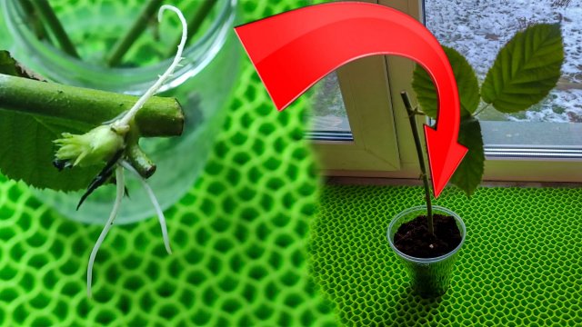 💥 Как укоренить черенки 🌱 ежевики в банке с водой в зимний 🌨 период
