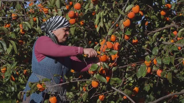 Kənd Həyatı. From Tree to Table Persimmon Harvest, Drying & Pie Recipe