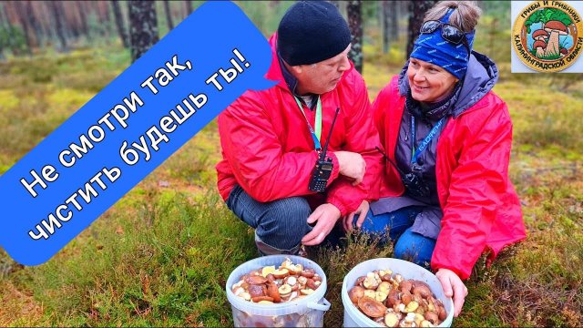 Тихая Охота На Грибы Маслята. Поход В Осенний Лес. Грибники В Шоке !