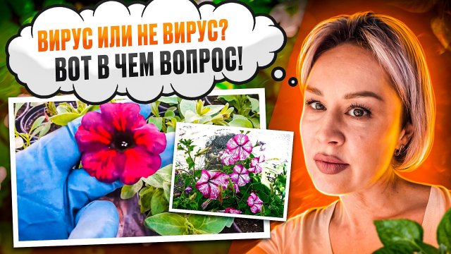 ВИРУС НА ПЕТУНИИ.ВИРУС ИЛИ КАПРИЗ.