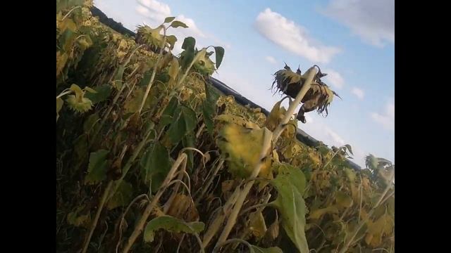 Санмарин гибрид подсолнечника