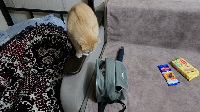 Мася и Муся