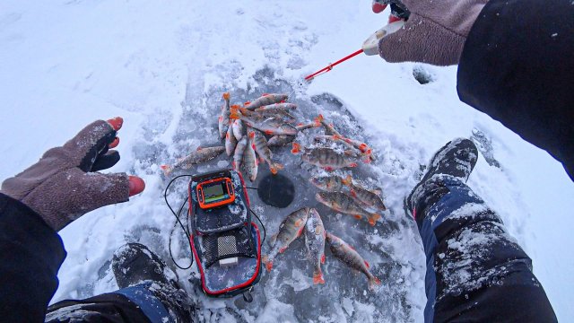 ПЕРВЫЙ ЛËД 2024 КЛЁВ КАК С ПУЛЕМËТА!!! ОКУНЬ РВЁТ МОРМЫШКИ! Зимняя рыбалка с эхолотом Calypso