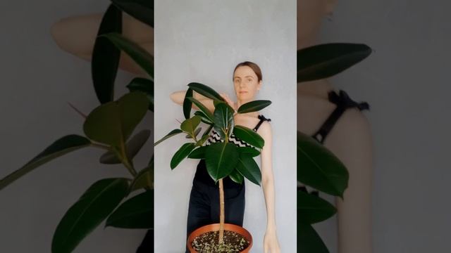 Мой секрет формирования штамба фикуса эластика! #фикус