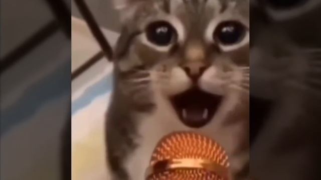 Sssss