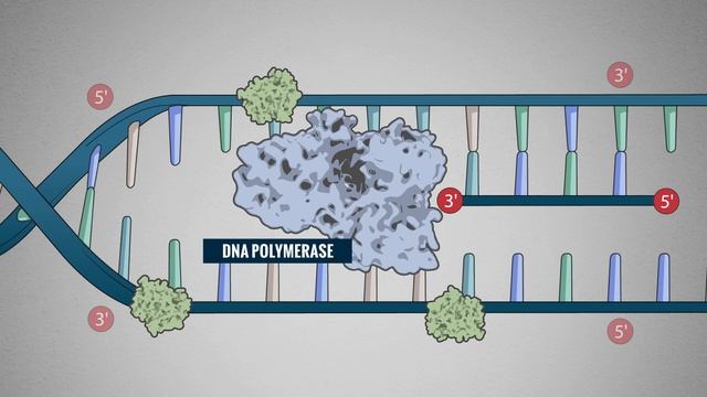 Basic Molecular Biology: Basic Science – DNA Replication