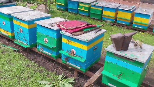 Рут или дадан! На пасеке у учителя!