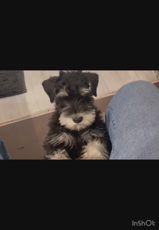 Щенок цвергшнауцера 3 месяца, кобель