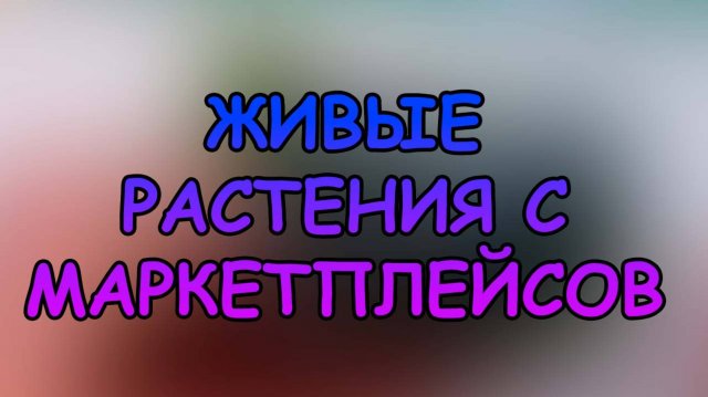 ЖИВЫЕ РАСТЕНИЯ С МАРКЕТПЛЕЙСОВ