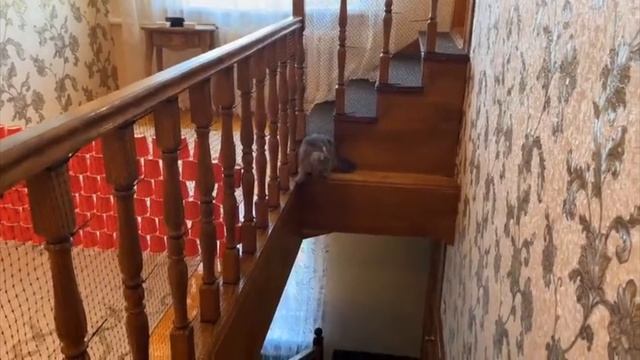 КОТЫ ПРОТИВ СТЕНЫ из СТАКАНОВ! ДЕВОЧКИ vs МАЛЬЧИКИ! КТО ВЫШЕ ПРЫГНЕТ ПОЛУЧИТ ПРИЗ! КОТОЧЕЛЛЕНДЖ