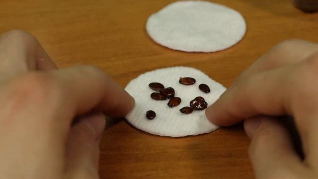 ВЫРАЩИВАНИЕ АРБУЗА ИЗ СЕМЕЧКА / КАК ВЫРАСТИТЬ АРБУЗ ИЗ КОСТОЧКИ - ПЕРВАЯ ЧАСТЬ ЭКСПЕРЕМЕНТА