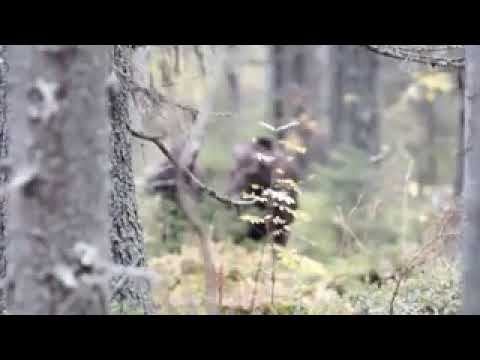 Охота на лося#Охота на лосей с лайками#загонная ох