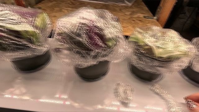 ГОТОВЛЮСЬ К НОВОМУ СЕЗОНУ.ОБЛАГОРОДИЛА ТРАДЕСКАНЦИЮ.