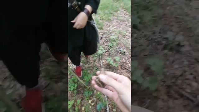 у меня камыш