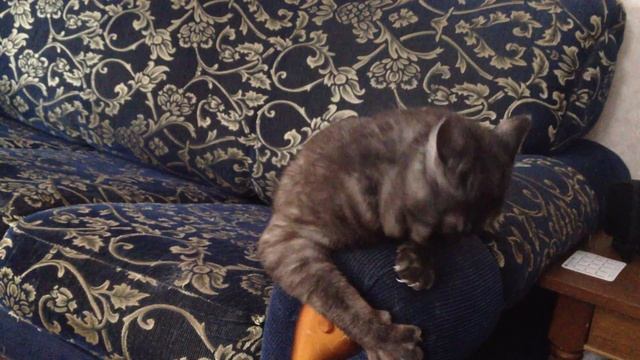 Crazy Cat