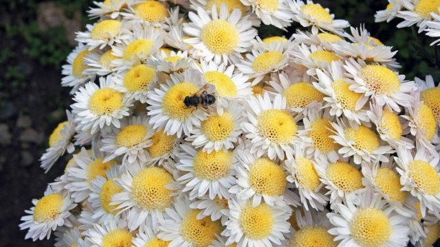 хризантемы