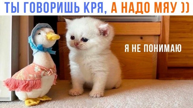 📹 ТЫ ГОВОРИШЬ КРЯ, А НАДО МЯУ! ))) | Приколы с котами | Мемозг 1526
👤 #Alexey_Sova