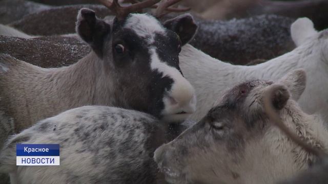 Новости Ненецкого округа от 03.12.2024