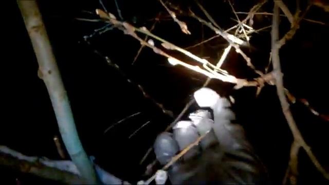 ЗИМНЕЕ ЧУДО - В ПОЛНОЧЬ, НА МОРОЗЕ РАСПУСКАЮТСЯ ВЕРБЫ В ДЕНЬ ВВЕДЕНИЯ ВО ХРАМ БОГОРОДИЦЫ