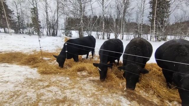 ПОЧЕМУ ОНИ У НАС ТАКИЕ ТОЛСТЫЕ? НЕсекреты кормления наших ангусов