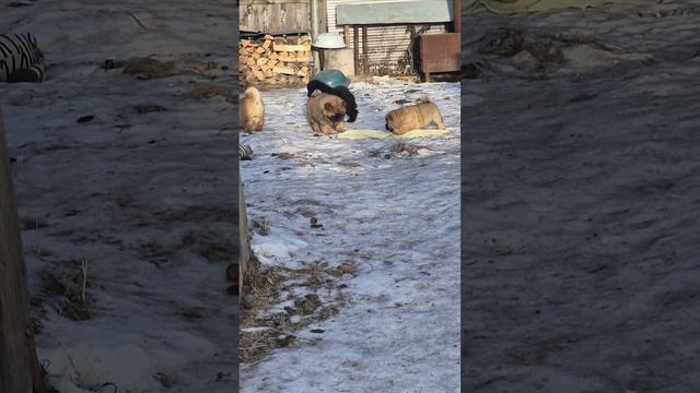 Щенки чау-чау
