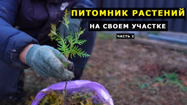 ПИТОМНИК РАСТЕНИЙ с НУЛЯ на СВОЕМ УЧАСТКЕ.  Часть 2 - Первая покупка саженцев Туи Смарагд и Брабант
