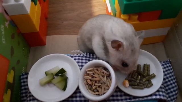 Еда для моего хомячка в лабиринте. Хомки