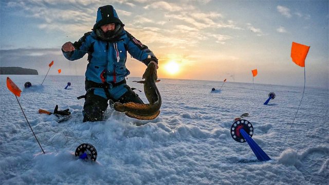НЕ ЗРЯ ПОСТАВИЛИ ЖЕРЛИЦЫ К ЭТОМУ ТРОСТНИКУ | МЫ  НАШЛИ НАЛИМЬЮ ТРОПУ | ЛОВЛЯ НАЛИМА В КАРЕЛИИ 2023