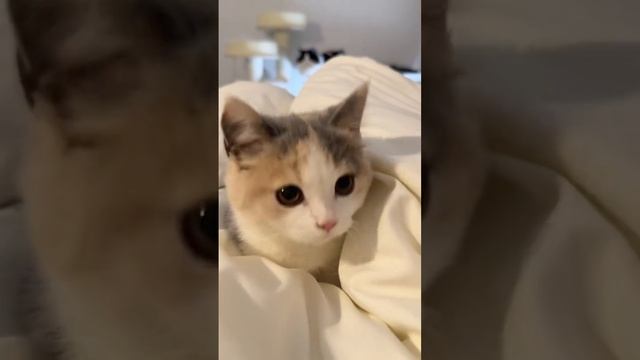 Meow