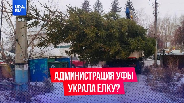 Администрация Уфы спилила ель для новогодней площади у местной жительницы