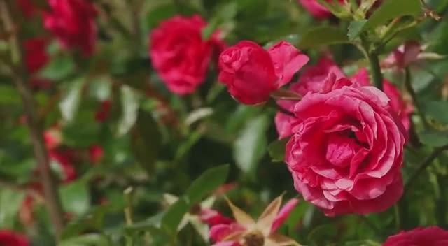 "Вечерняя роза"
музыка: Ольга Валимова, слова: