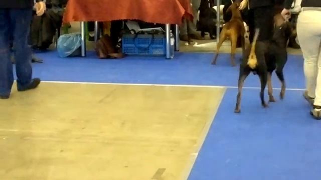 Выставка собак 14.12.13.Киев.Немецкие пинчеры_ч.5