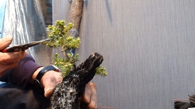 蝦夷松に石を貼り付ける【With subtitles】