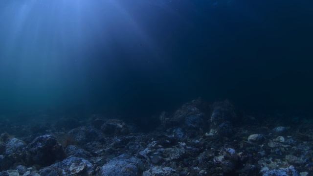 На Тихоокеанском побережье Северной Америки ночной воздух наполняется жутким гудением.
