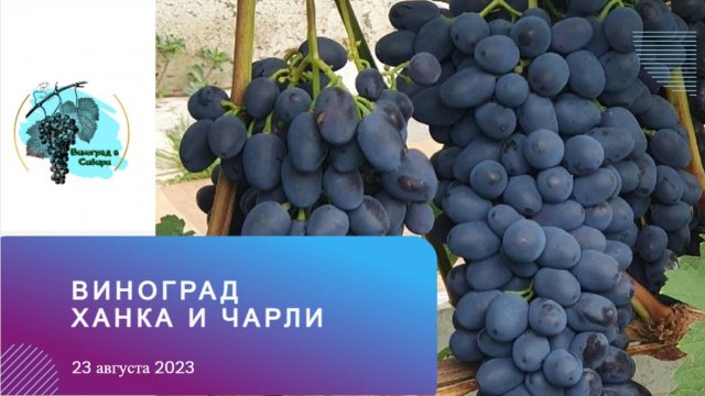 #Виноград #Ханка и #Чарли