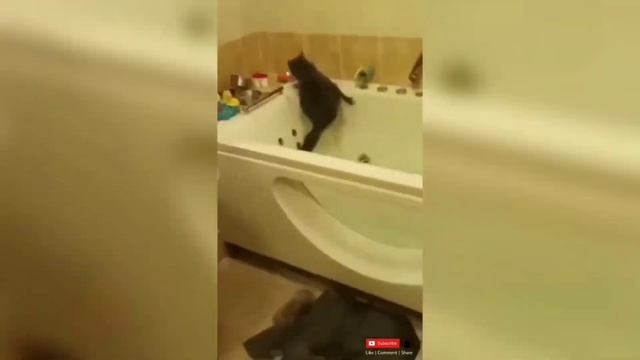 Забавные животные №127