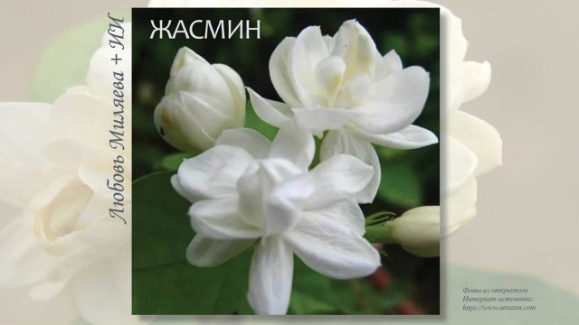 «ЖАСМИН» Любовь Миляева + ИИ