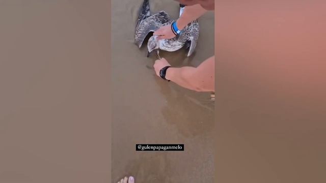 Эти Животные ЗВАЛИ на ПОМОЩЬ. Спасение Диких Животных.
#Познавательно
#Природа