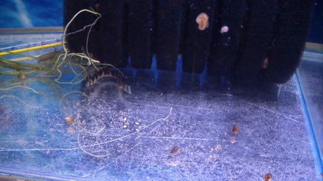 Как убрать отходы от рыбок в маленьком аквариуме.