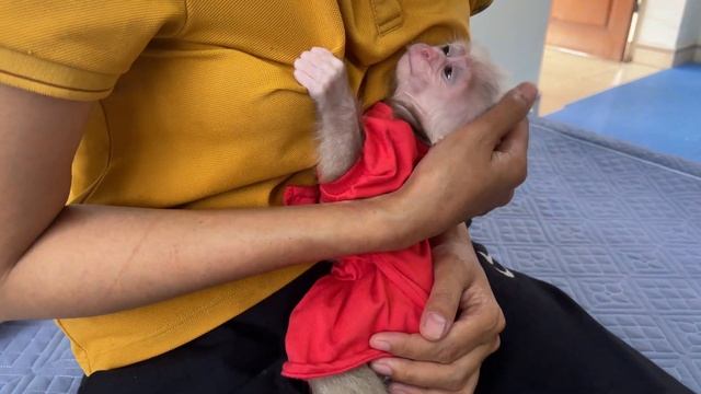 Baby monkey Abi wants to eat instant noodles in the morning