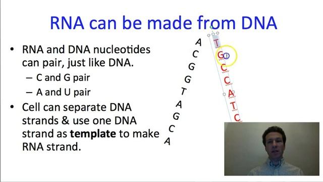 Nucleic acids