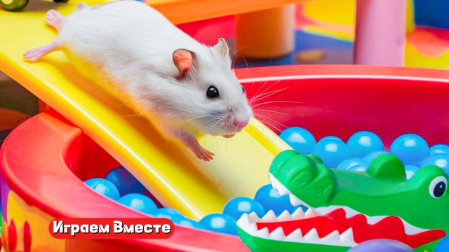 Вместе с хомяком выбираемся из ЛАБИРИНТА С ОПАСНОСТЯМИ !